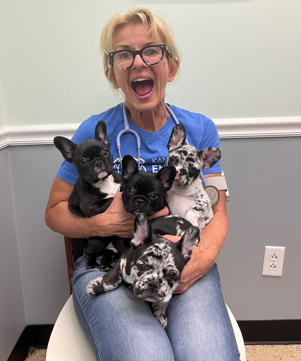 a vet holding a group of dogs