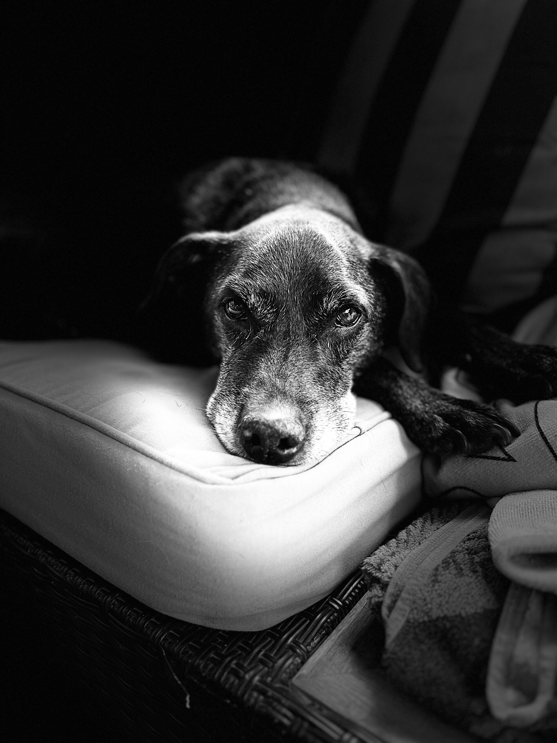 Dog laying on grey carpet