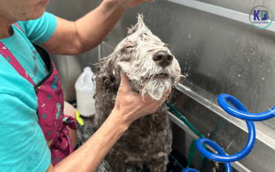 4 Top Benefits of Pet Grooming