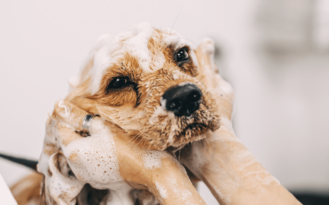 Benefits of Pet Grooming