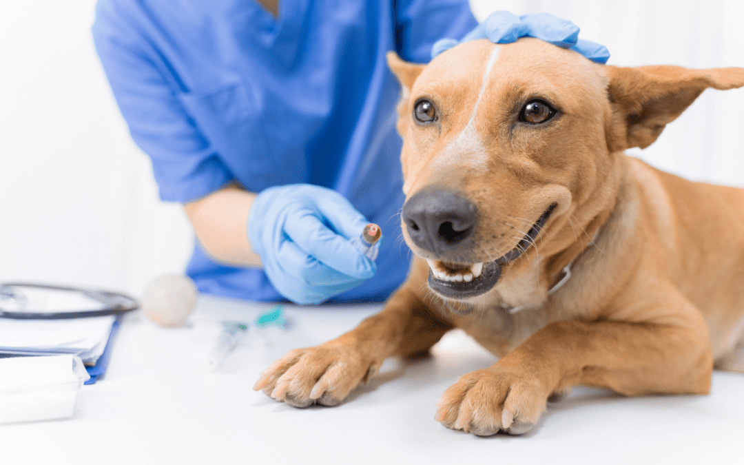 Necessary Vaccinations For Dogs
