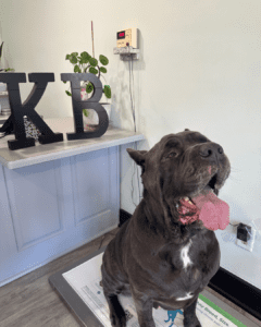Necessary Vaccinations For Dogs!