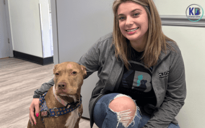 When Do I Take My Dog To The Vet: Best 5 Examples
