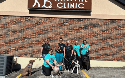 Dog Teeth Cleaning: 6 Powerful Reasons Your Pet Needs Regular Dental Check-Ups
