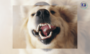 Dog Teeth Cleaning