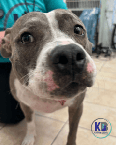 Heatstroke in Dogs