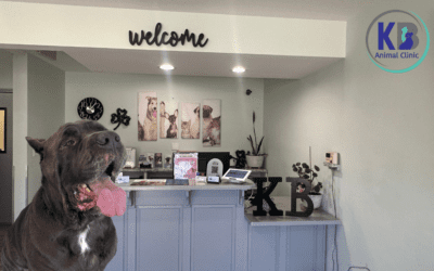 Heatstroke in Dogs: 5 Summer Safety Tips Every Pet Owner in Lee’s Summit Should Know